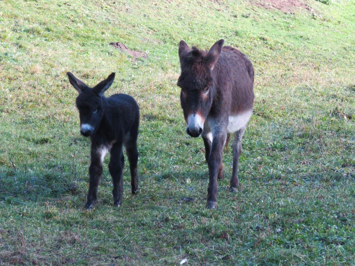 Agriturismo Al Marter Tiarno di Sopra Eksteriør bilde