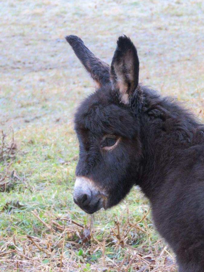 Agriturismo Al Marter Tiarno di Sopra Eksteriør bilde